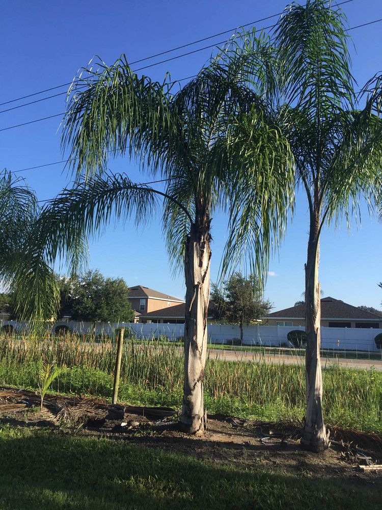 syagrus-romanzoffiana-queen-palm-cocos-plumosa