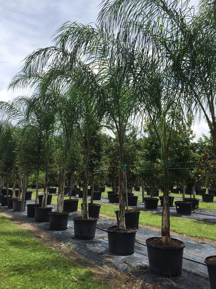 syagrus-romanzoffiana-queen-palm-cocos-plumosa