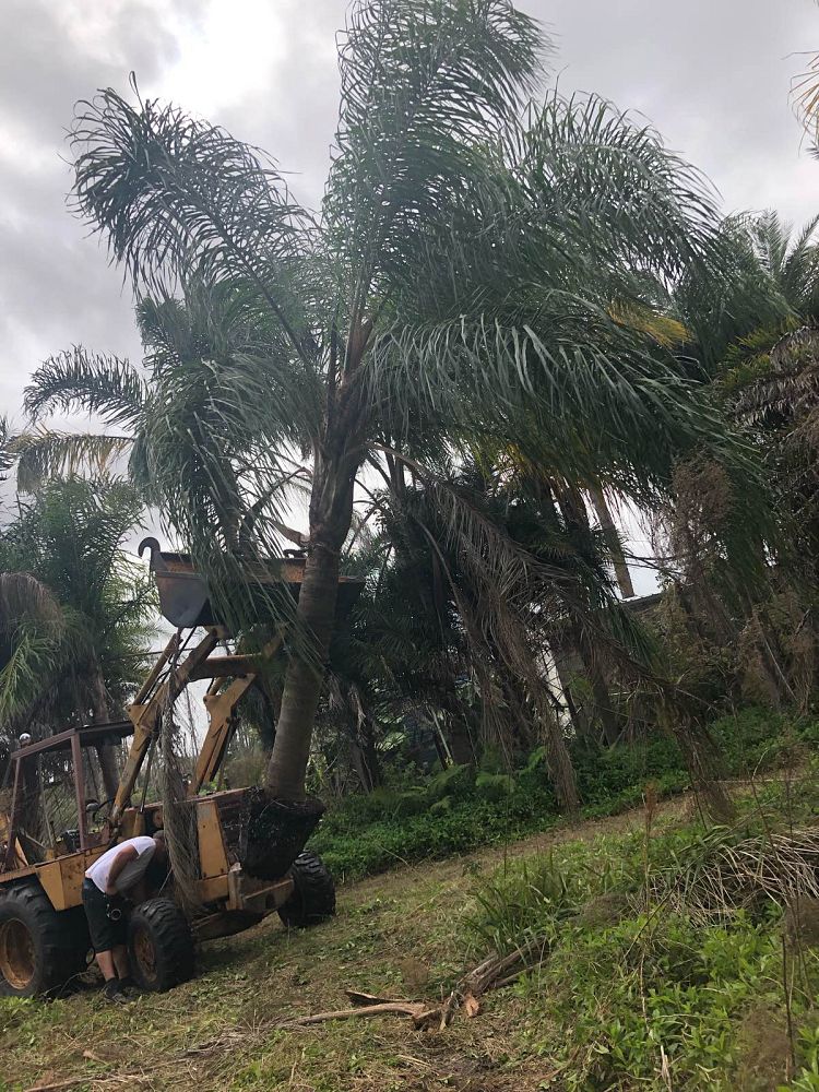 syagrus-romanzoffiana-queen-palm-cocos-plumosa