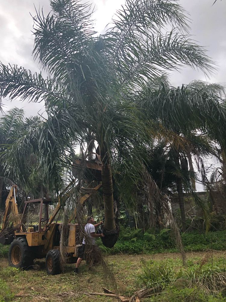syagrus-romanzoffiana-queen-palm-cocos-plumosa