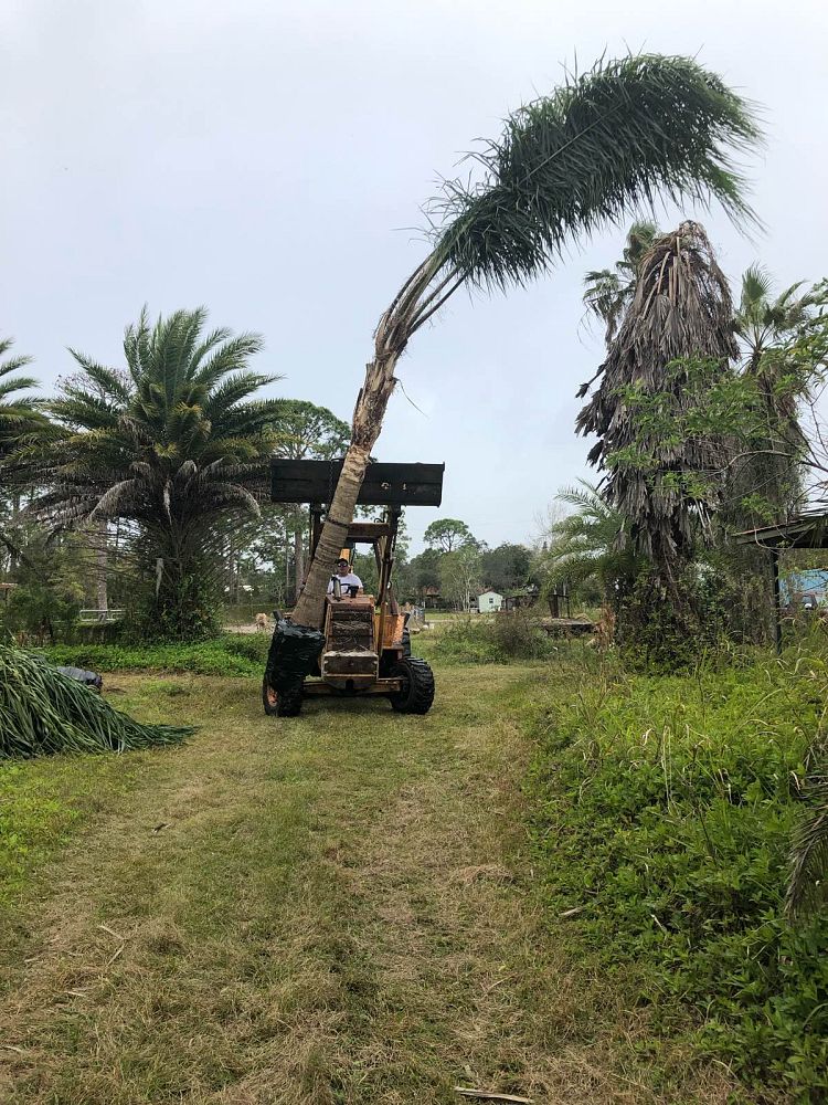 syagrus-romanzoffiana-queen-palm-cocos-plumosa