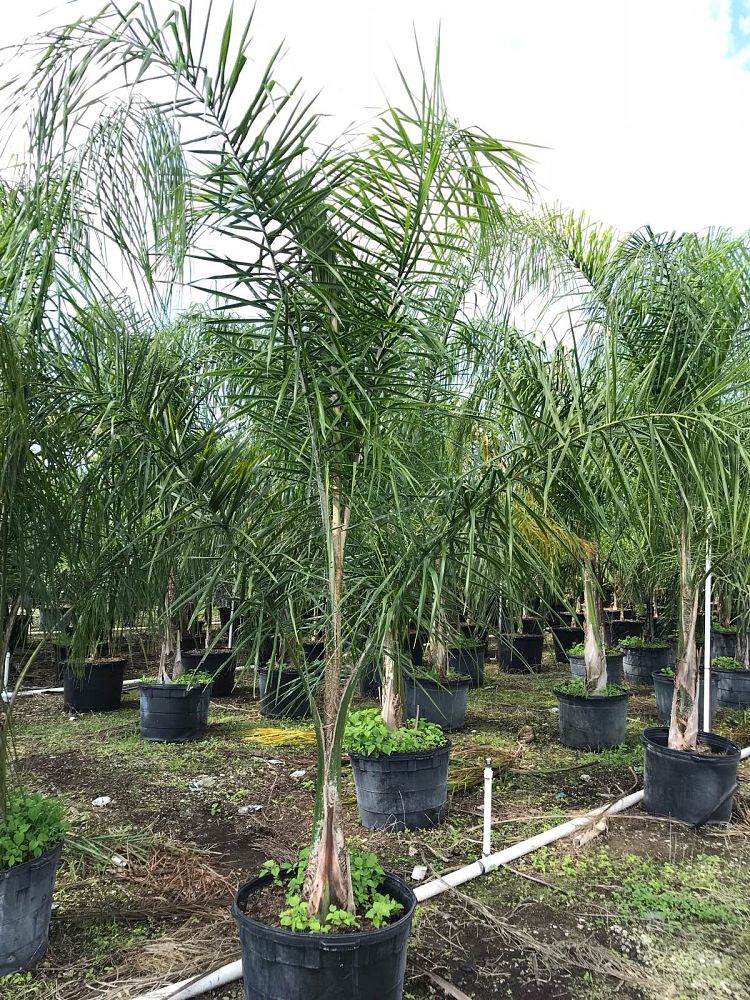 syagrus-romanzoffiana-queen-palm-cocos-plumosa