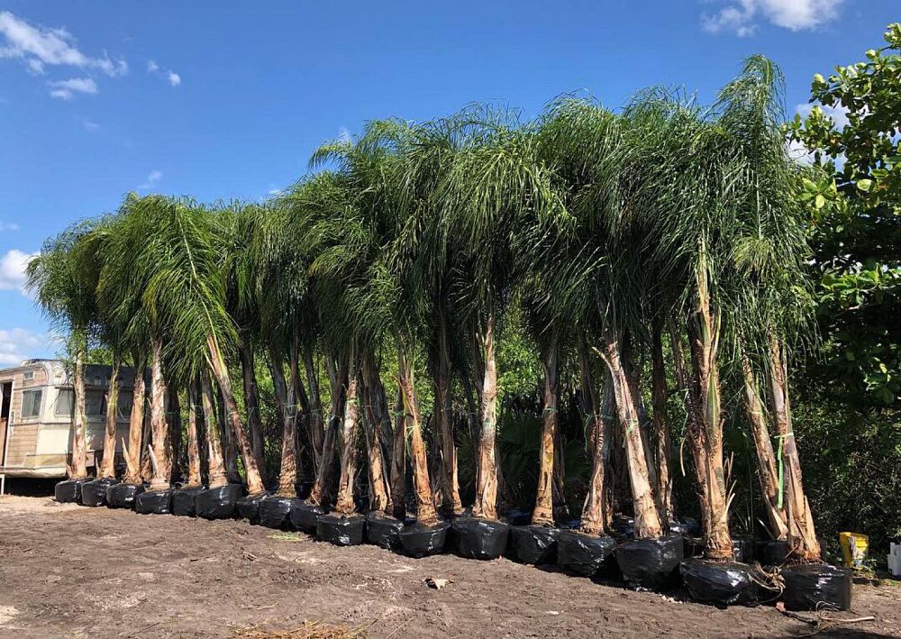 syagrus-romanzoffiana-queen-palm-cocos-plumosa