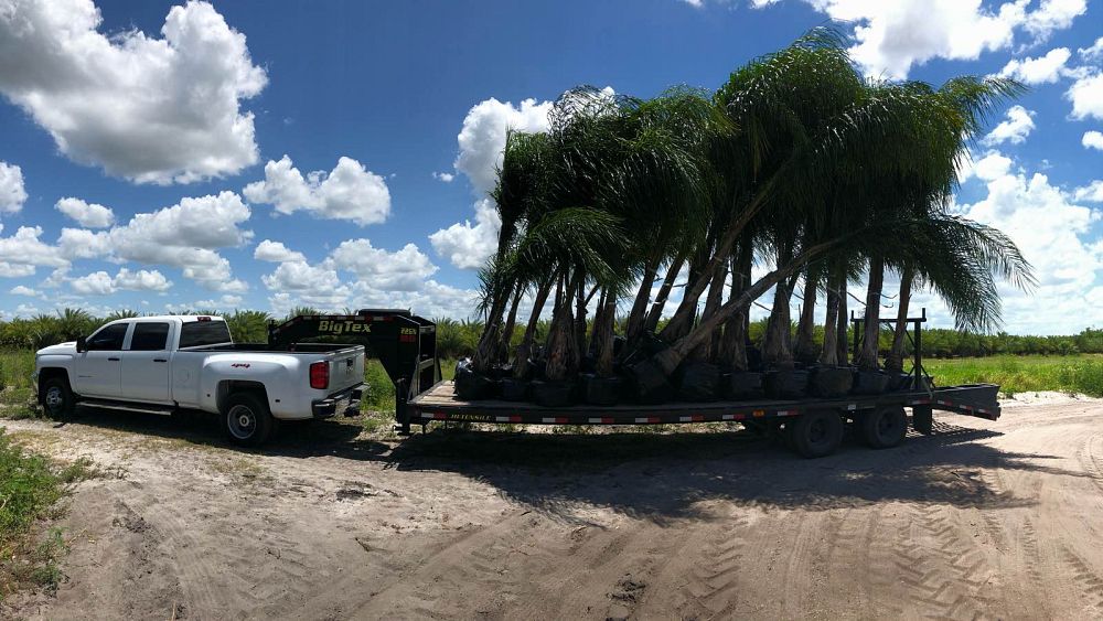 syagrus-romanzoffiana-queen-palm-cocos-plumosa