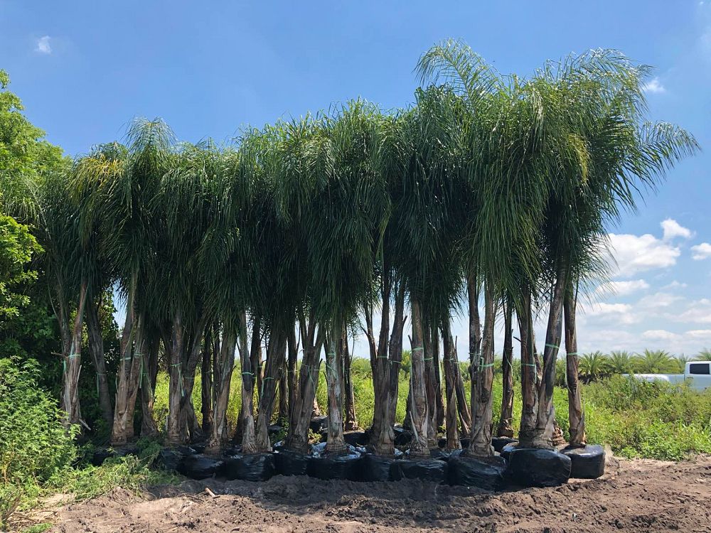 syagrus-romanzoffiana-queen-palm-cocos-plumosa