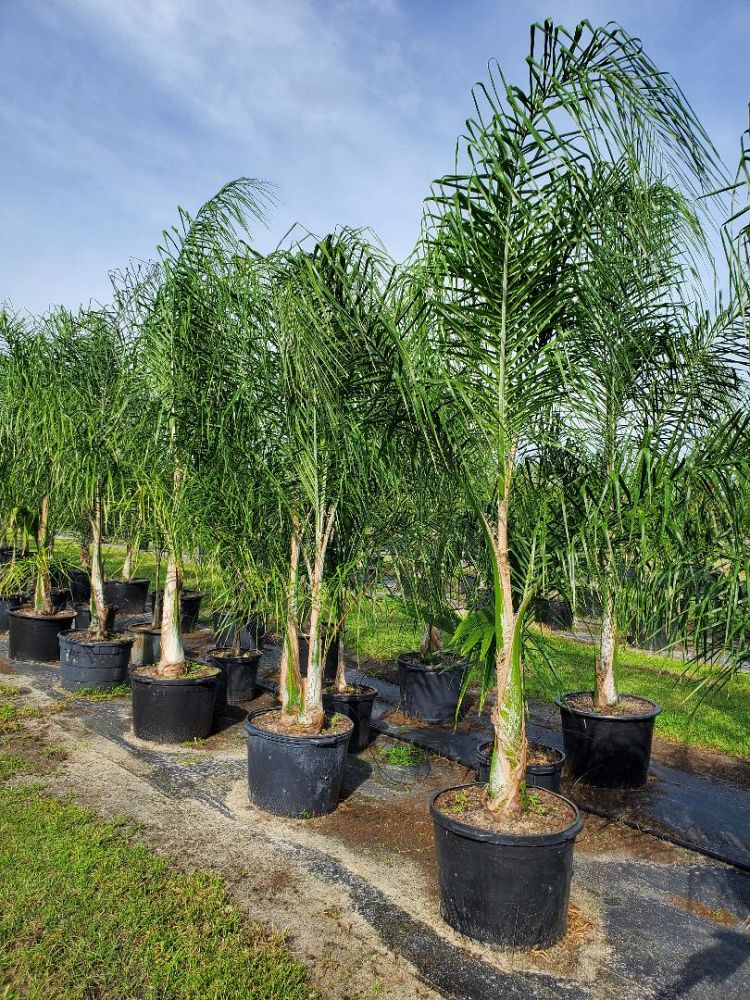 syagrus-romanzoffiana-queen-palm-cocos-plumosa