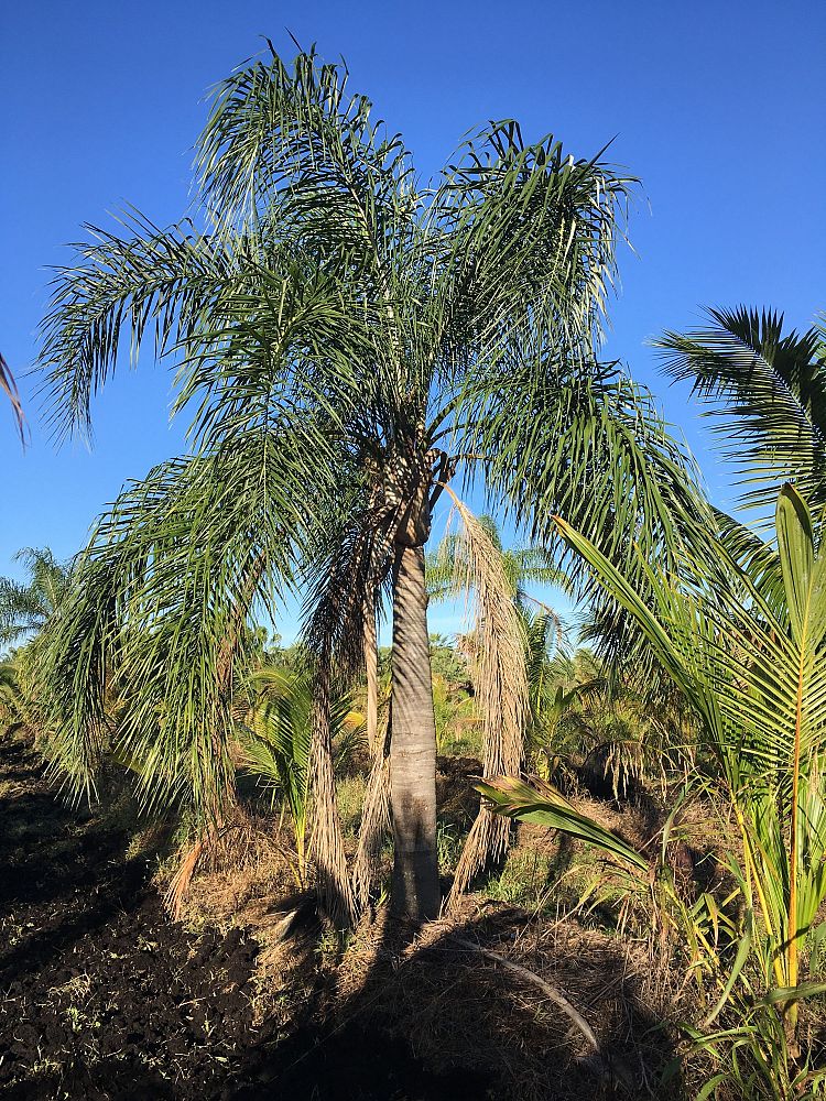 syagrus-romanzoffiana-queen-palm-cocos-plumosa