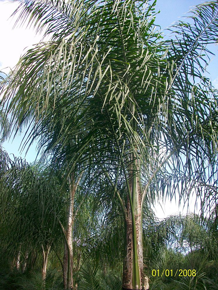 syagrus-romanzoffiana-queen-palm-cocos-plumosa
