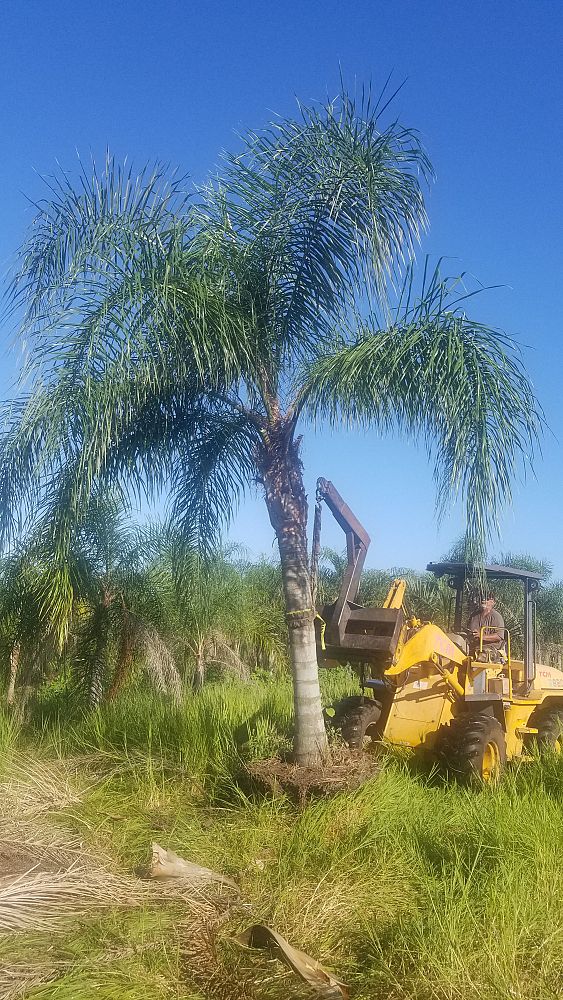 syagrus-romanzoffiana-queen-palm-cocos-plumosa