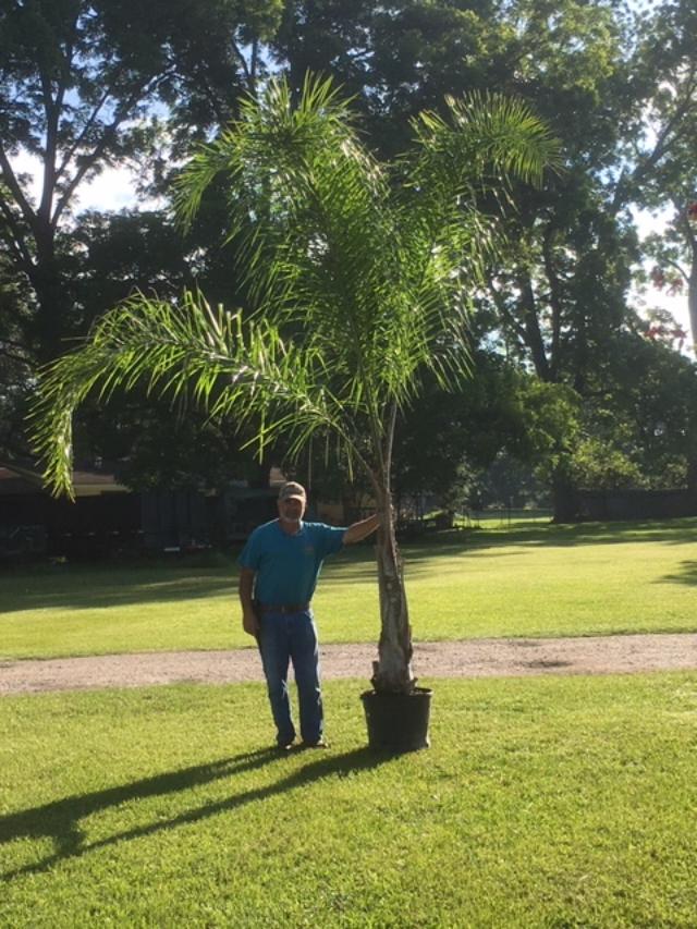 syagrus-romanzoffiana-queen-palm-cocos-plumosa