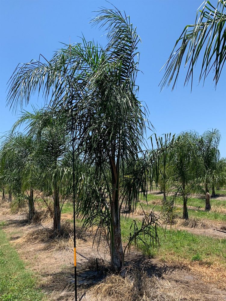 syagrus-romanzoffiana-queen-palm-cocos-plumosa