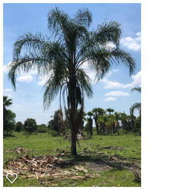 syagrus-romanzoffiana-queen-palm-cocos-plumosa