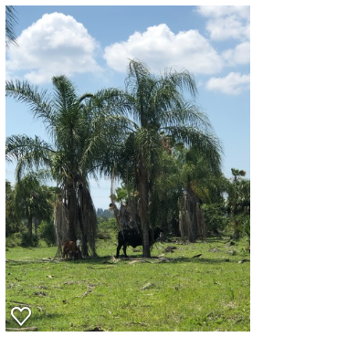 syagrus-romanzoffiana-queen-palm-cocos-plumosa