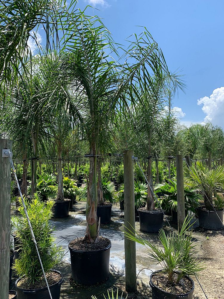 syagrus-romanzoffiana-queen-palm-cocos-plumosa