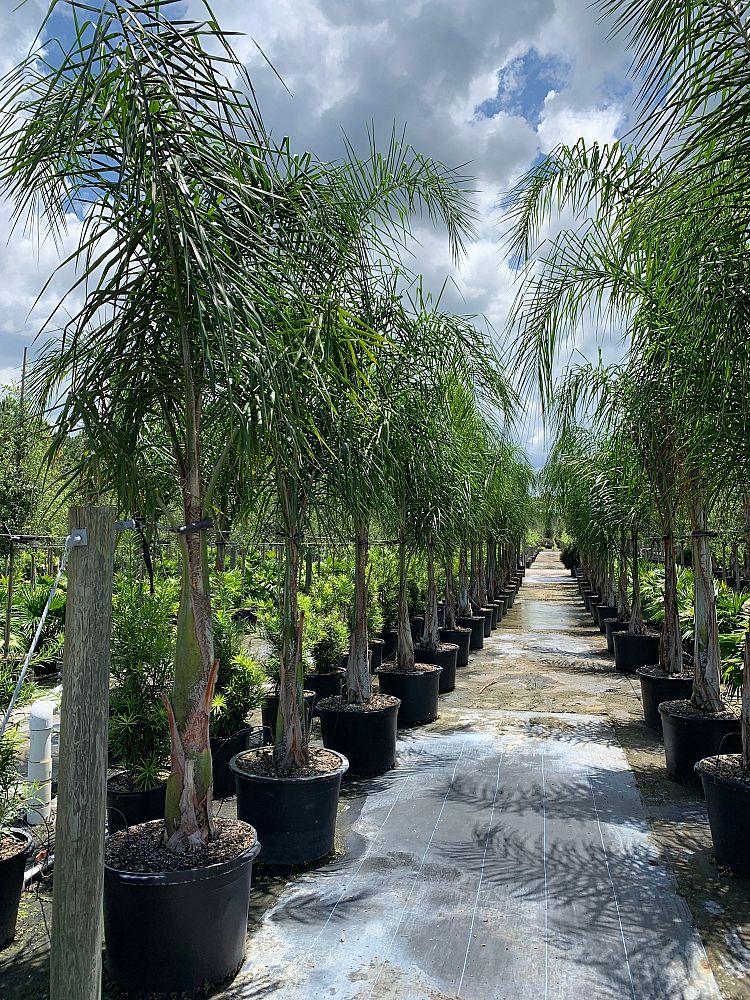 syagrus-romanzoffiana-queen-palm-cocos-plumosa