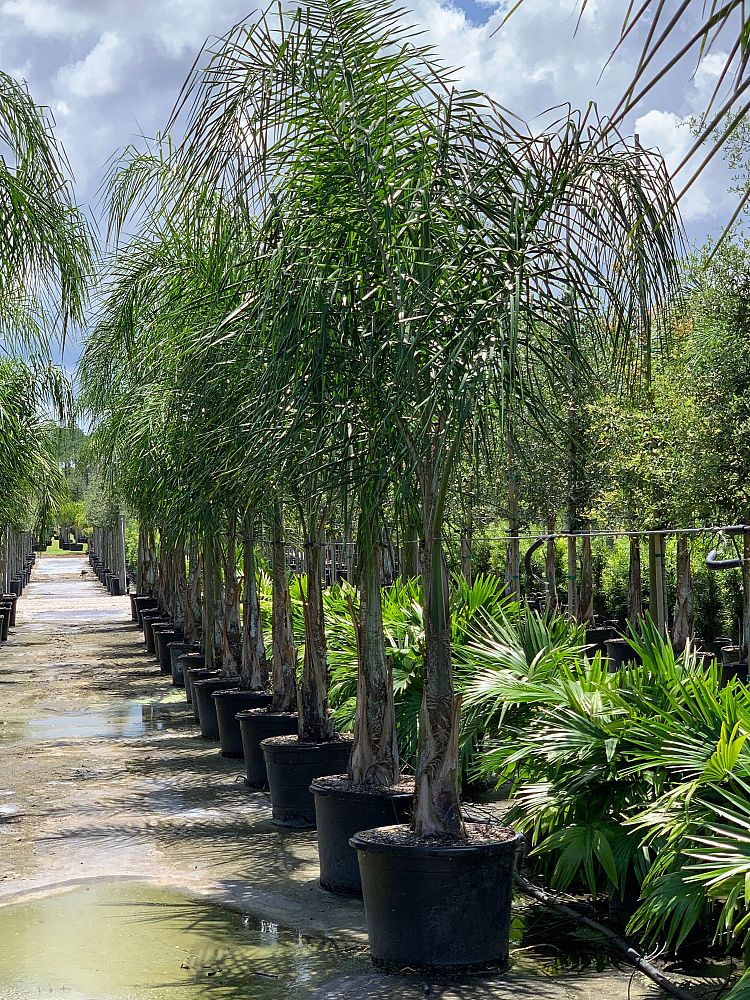 syagrus-romanzoffiana-queen-palm-cocos-plumosa