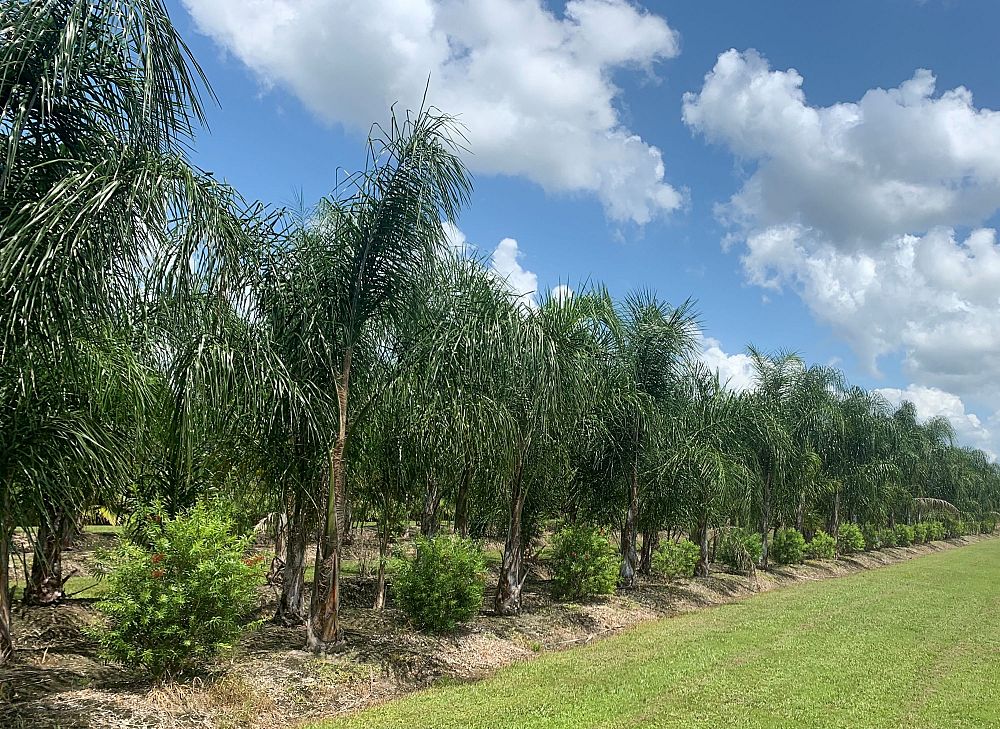syagrus-romanzoffiana-queen-palm-cocos-plumosa