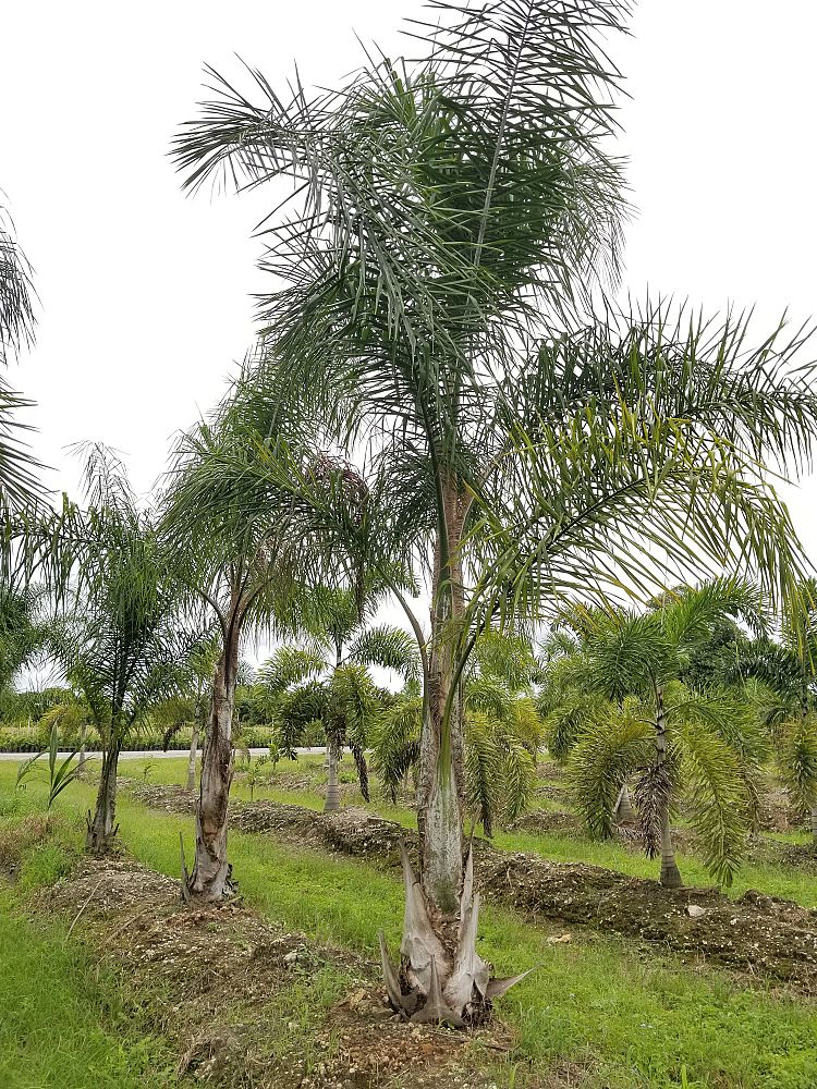syagrus-romanzoffiana-queen-palm-cocos-plumosa