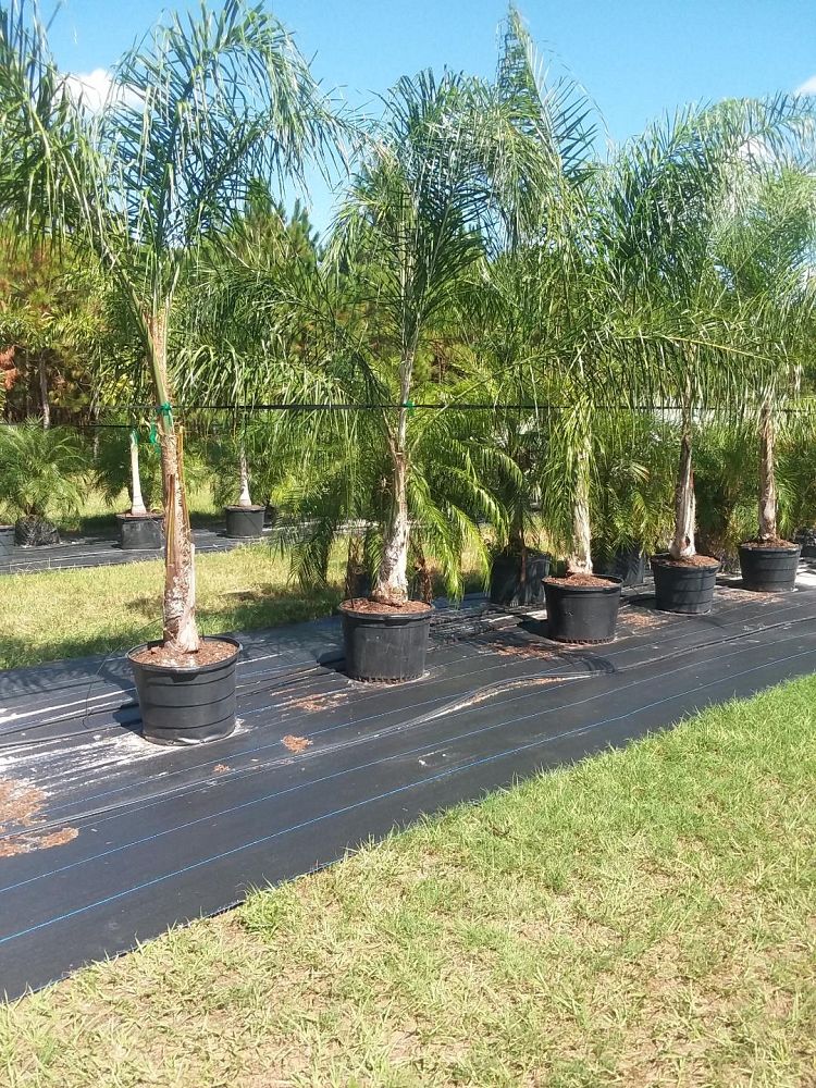 syagrus-romanzoffiana-queen-palm-cocos-plumosa