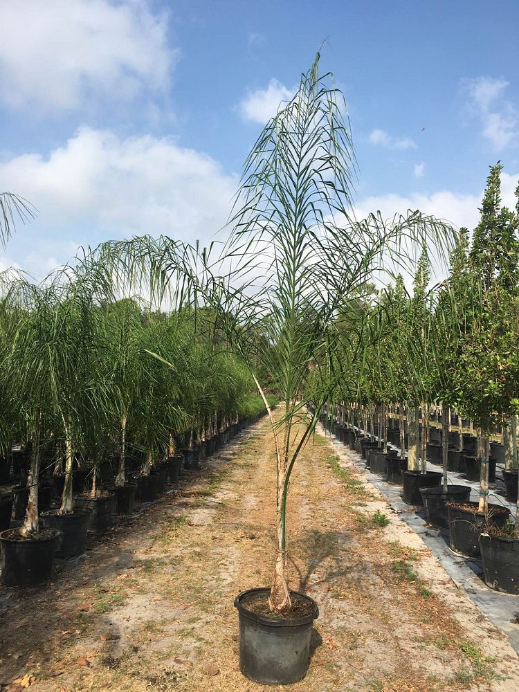 syagrus-romanzoffiana-queen-palm-cocos-plumosa