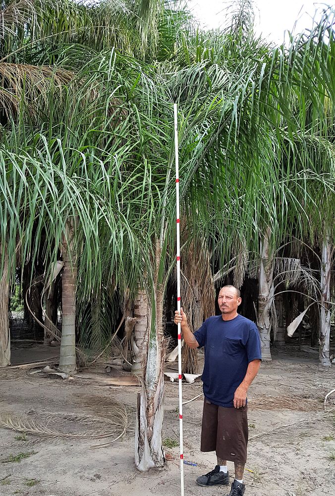 syagrus-romanzoffiana-queen-palm-cocos-plumosa