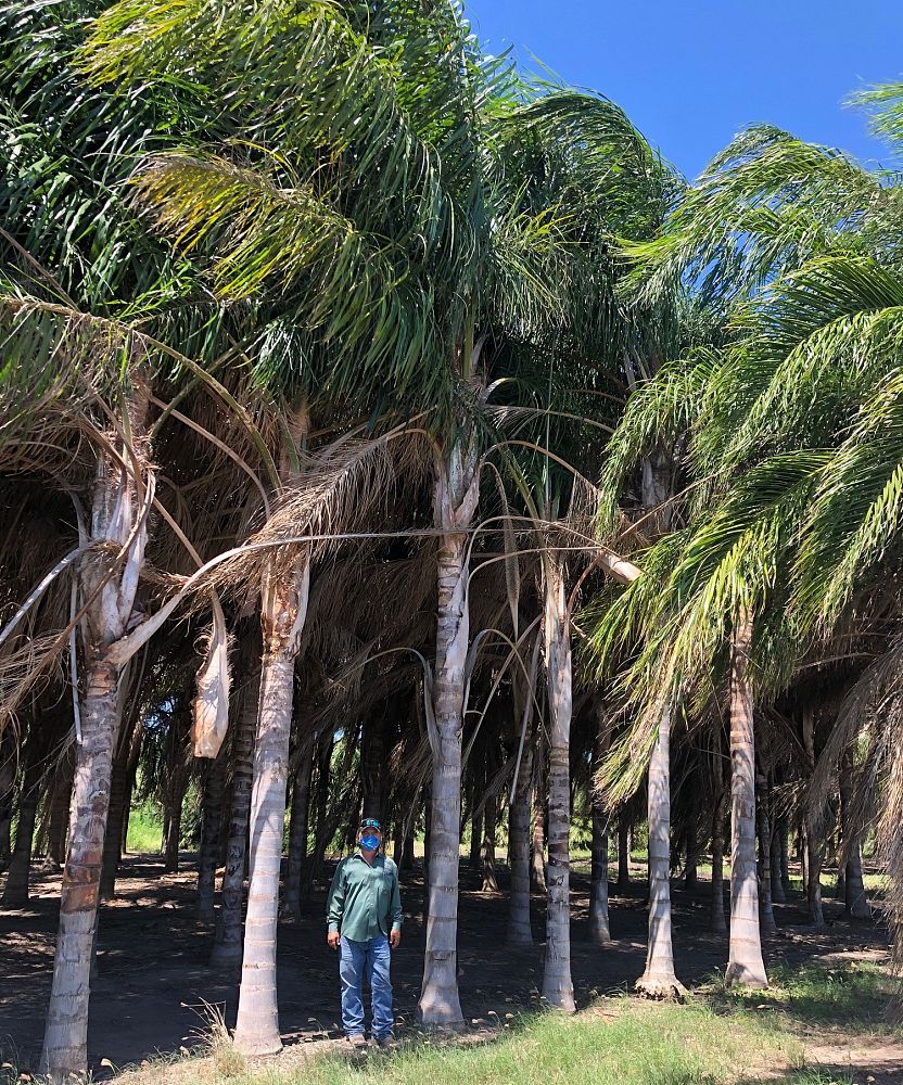 syagrus-romanzoffiana-queen-palm-cocos-plumosa