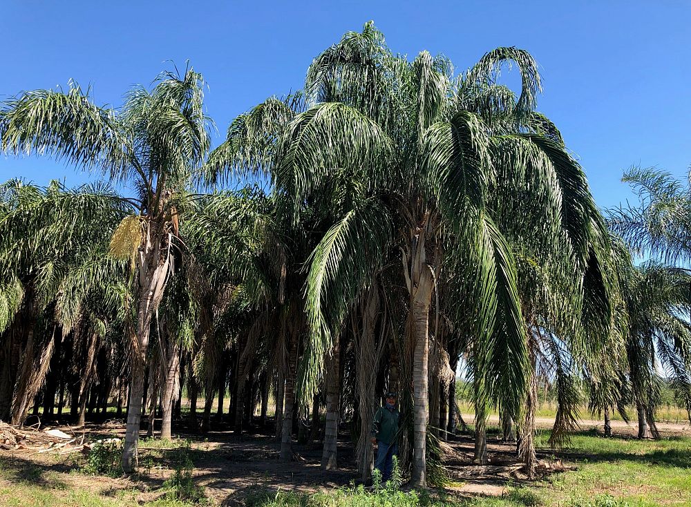 syagrus-romanzoffiana-queen-palm-cocos-plumosa