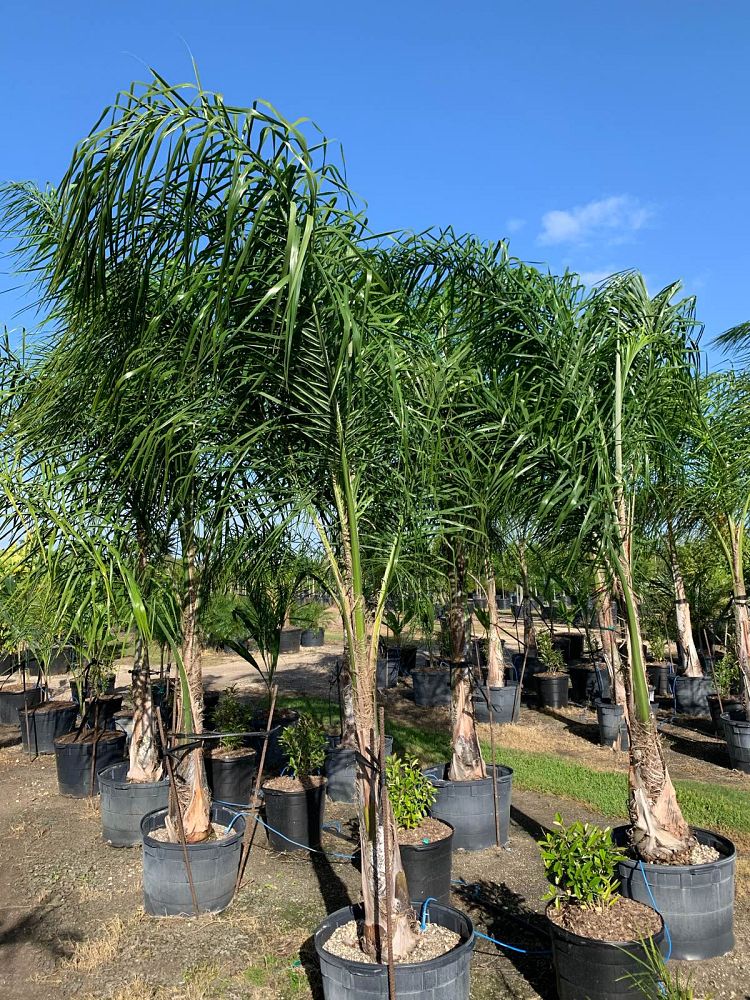syagrus-romanzoffiana-queen-palm-cocos-plumosa