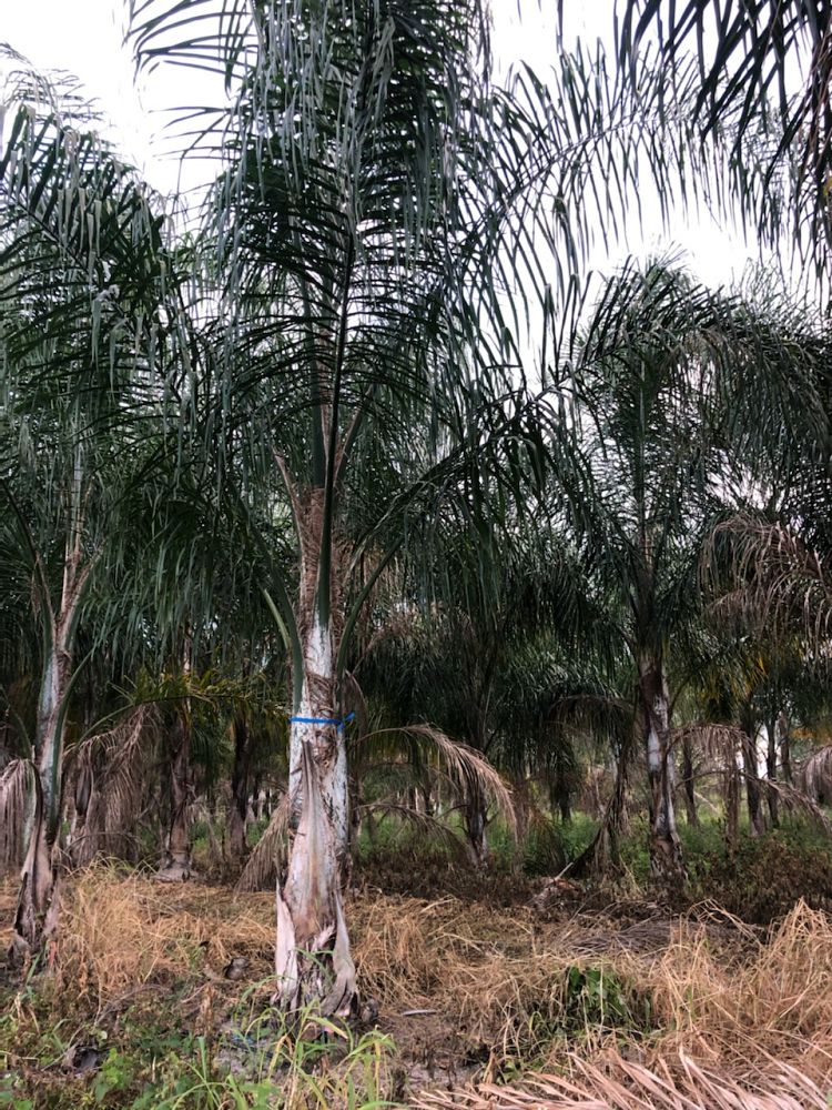 syagrus-romanzoffiana-queen-palm-cocos-plumosa