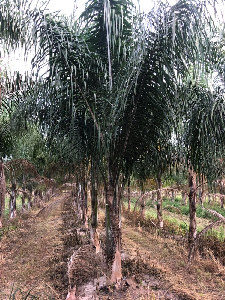 syagrus-romanzoffiana-queen-palm-cocos-plumosa