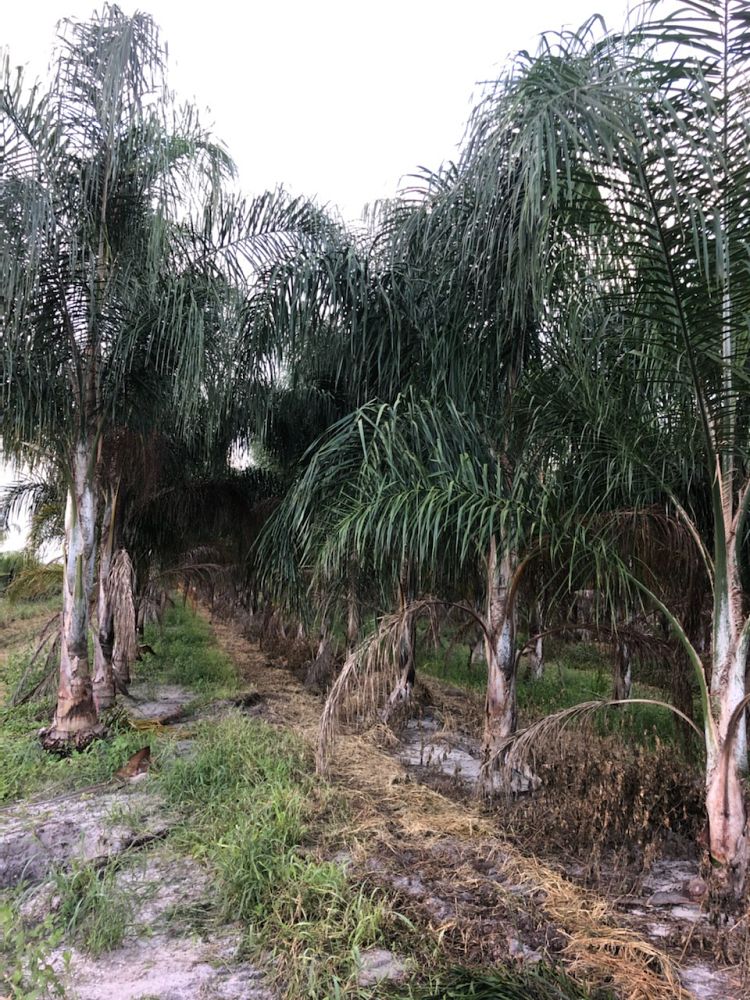 syagrus-romanzoffiana-queen-palm-cocos-plumosa
