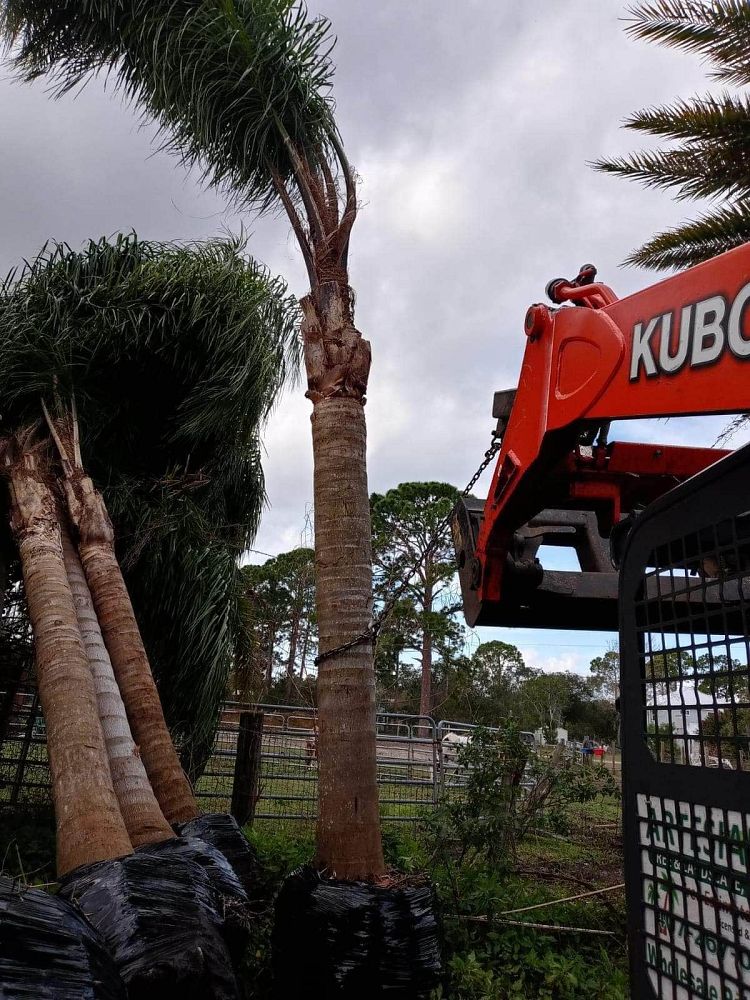syagrus-romanzoffiana-queen-palm-cocos-plumosa
