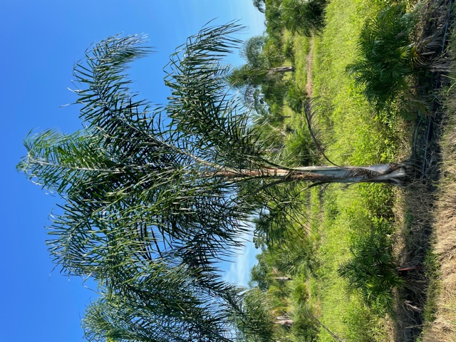 syagrus-romanzoffiana-queen-palm-cocos-plumosa