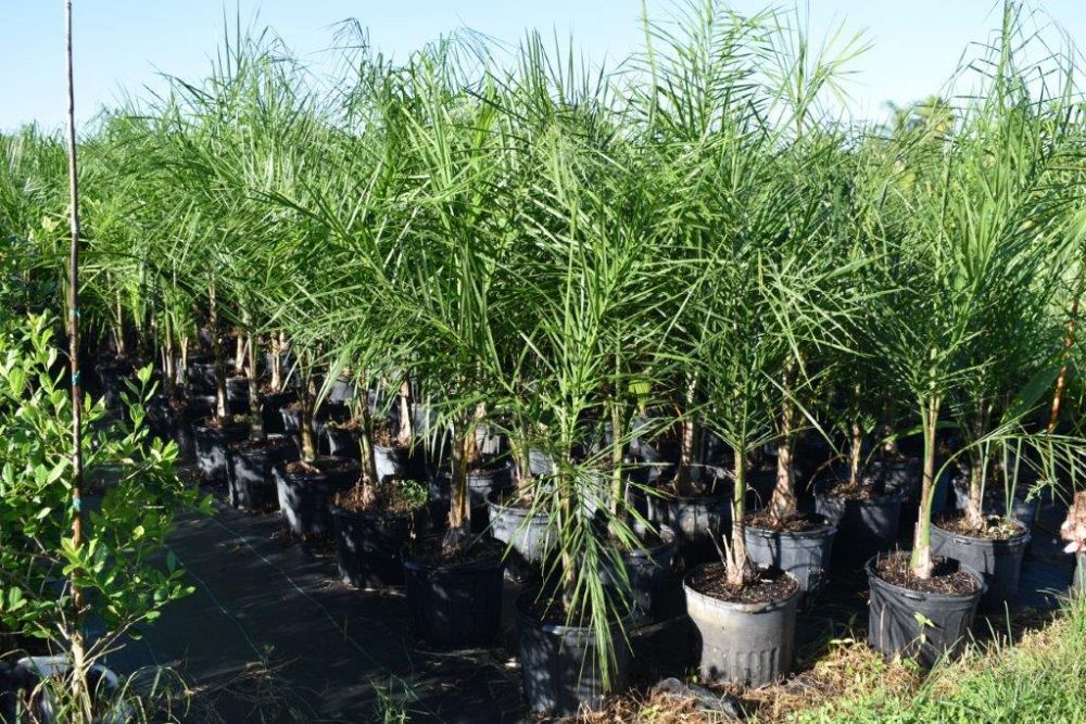 syagrus-romanzoffiana-queen-palm-cocos-plumosa
