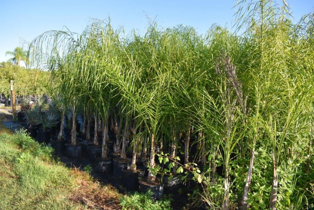 syagrus-romanzoffiana-queen-palm-cocos-plumosa