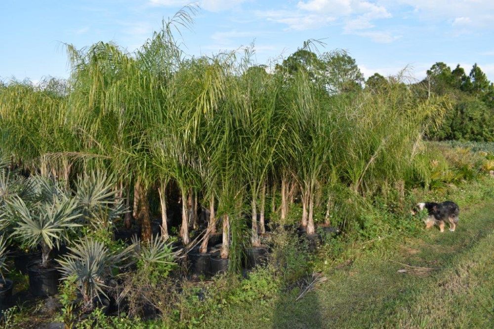 syagrus-romanzoffiana-queen-palm-cocos-plumosa