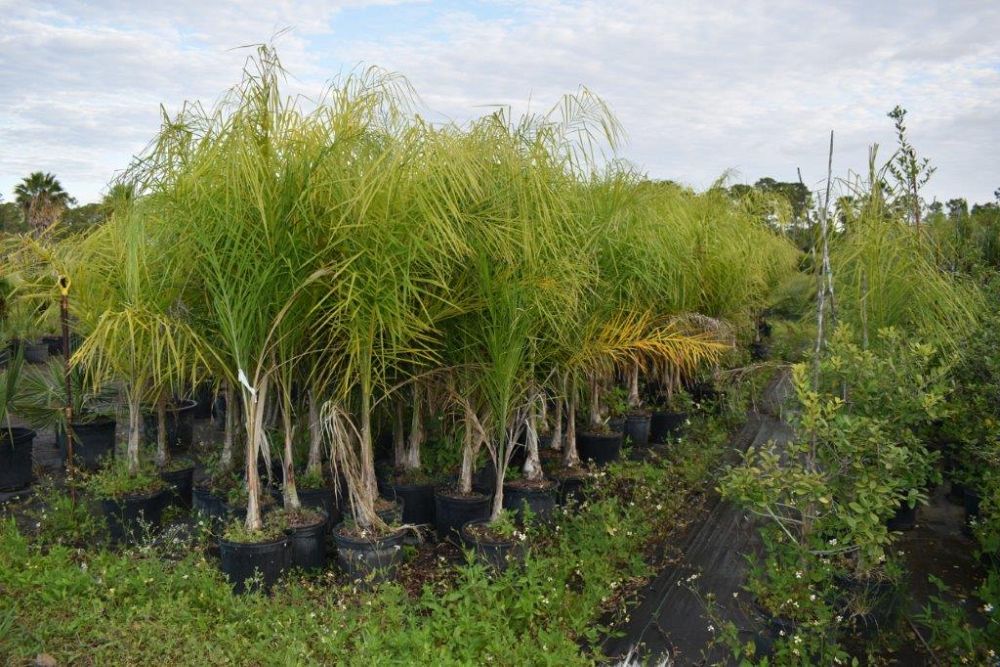 syagrus-romanzoffiana-queen-palm-cocos-plumosa