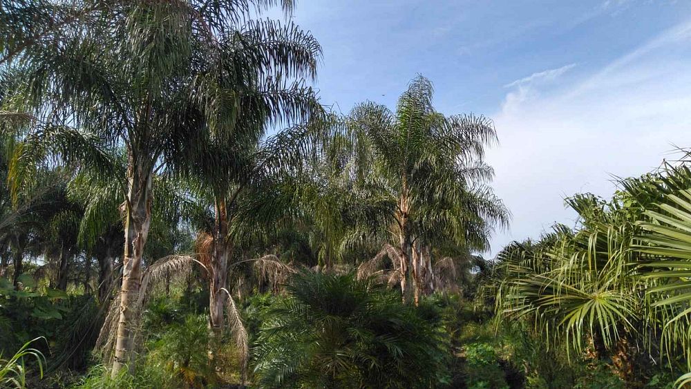 syagrus-romanzoffiana-queen-palm-cocos-plumosa