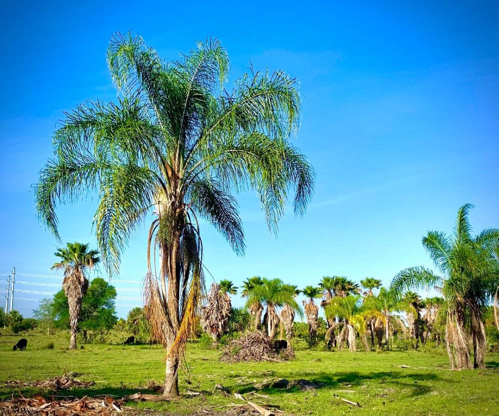syagrus-romanzoffiana-queen-palm-cocos-plumosa