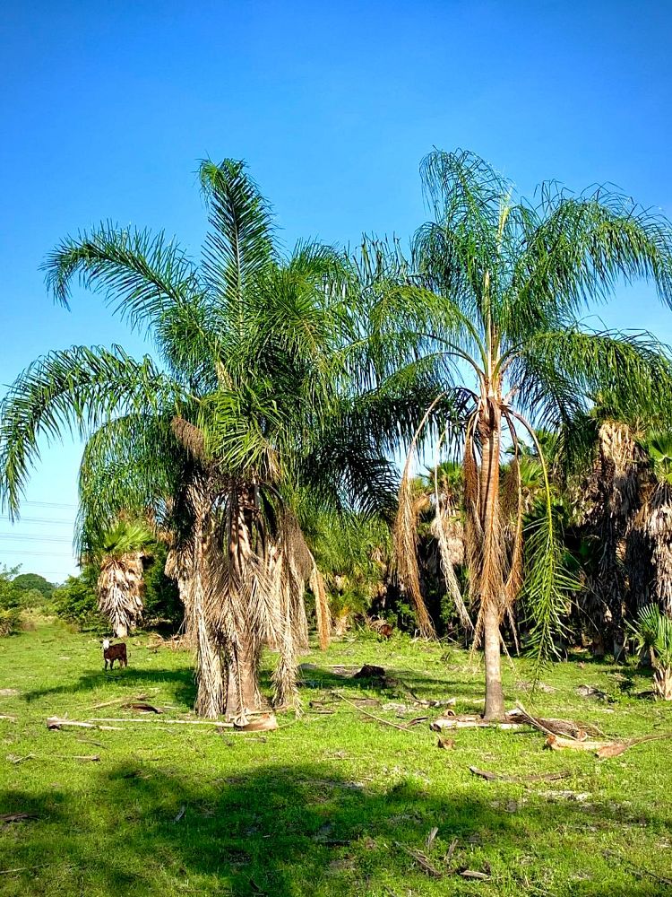 syagrus-romanzoffiana-queen-palm-cocos-plumosa