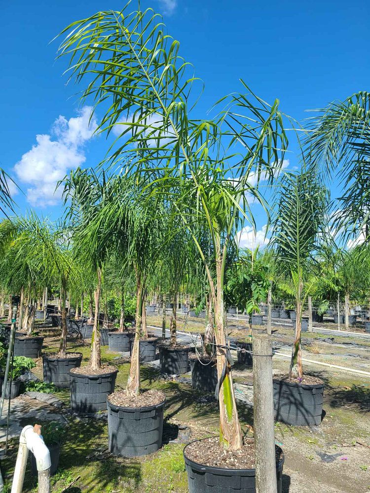 syagrus-romanzoffiana-queen-palm-cocos-plumosa