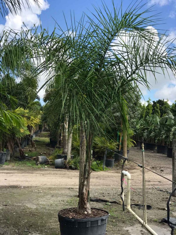 syagrus-romanzoffiana-queen-palm-cocos-plumosa