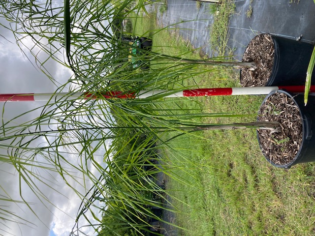 syagrus-romanzoffiana-queen-palm-cocos-plumosa