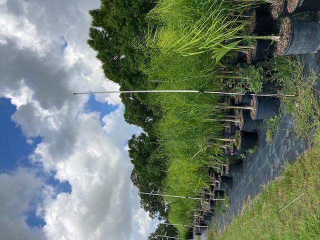 syagrus-romanzoffiana-queen-palm-cocos-plumosa