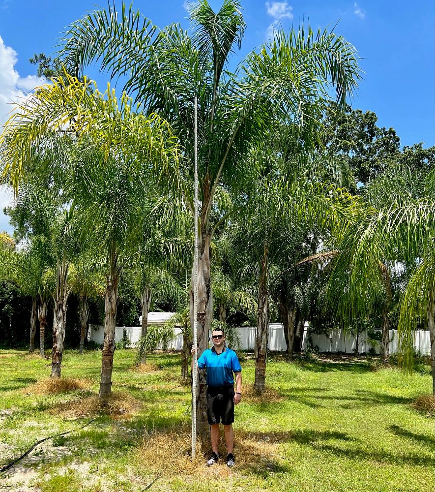 syagrus-romanzoffiana-queen-palm-cocos-plumosa