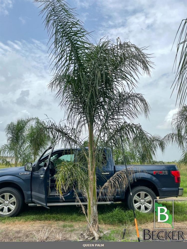 syagrus-romanzoffiana-queen-palm-cocos-plumosa