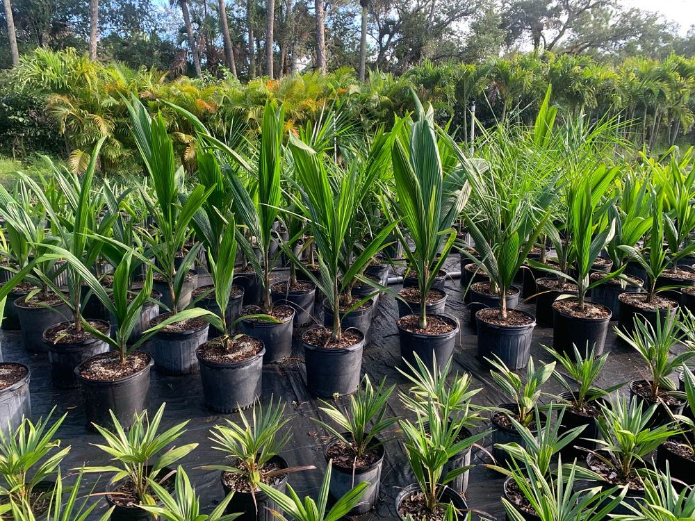 syagrus-romanzoffiana-queen-palm-cocos-plumosa