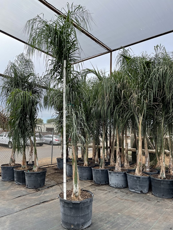 syagrus-romanzoffiana-queen-palm-cocos-plumosa