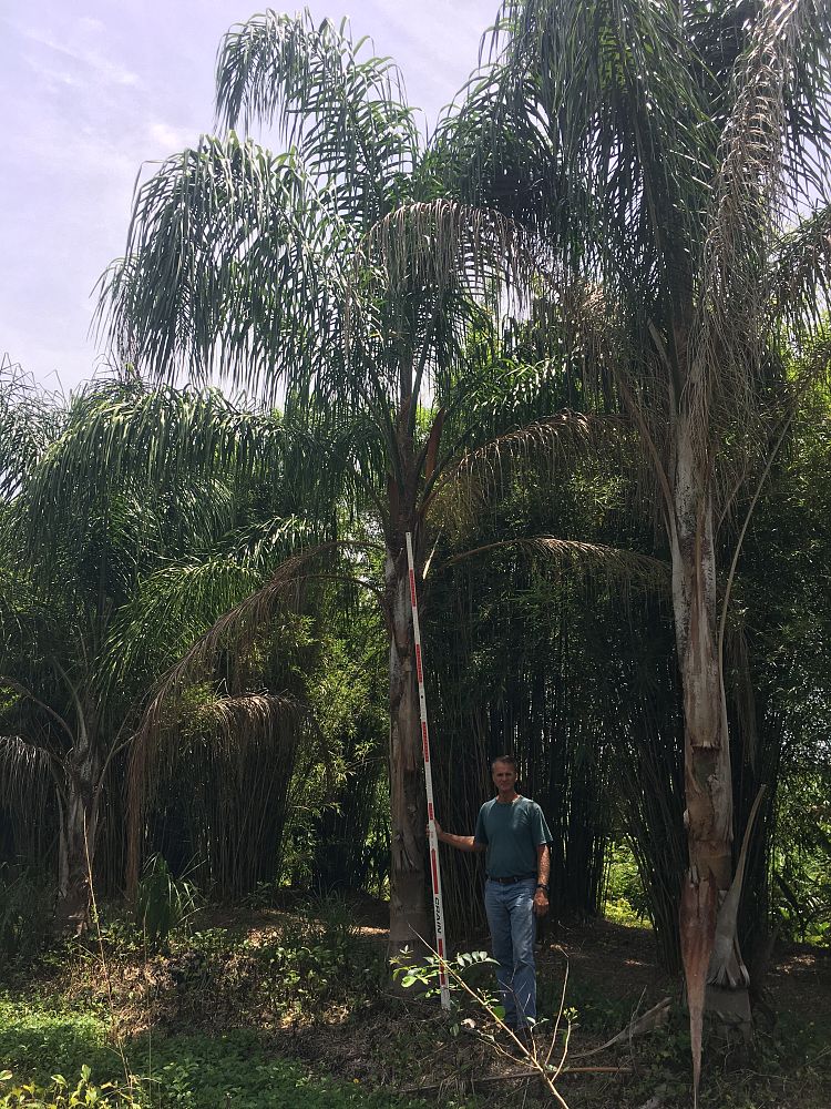 syagrus-romanzoffiana-queen-palm-cocos-plumosa