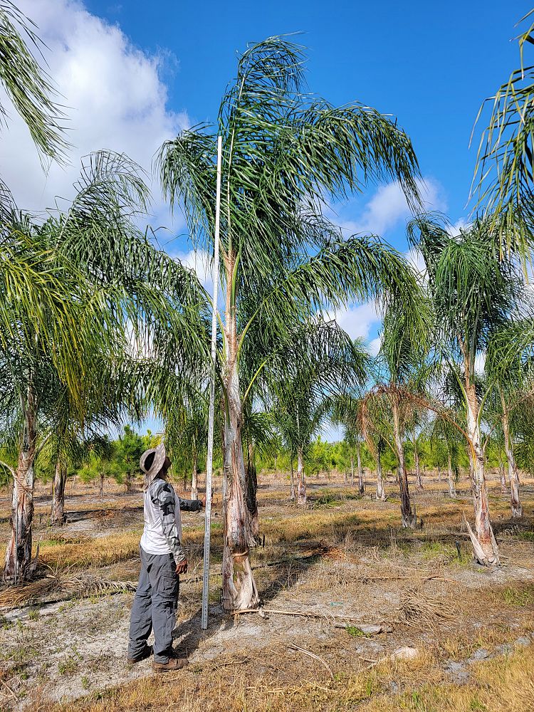syagrus-romanzoffiana-queen-palm-cocos-plumosa